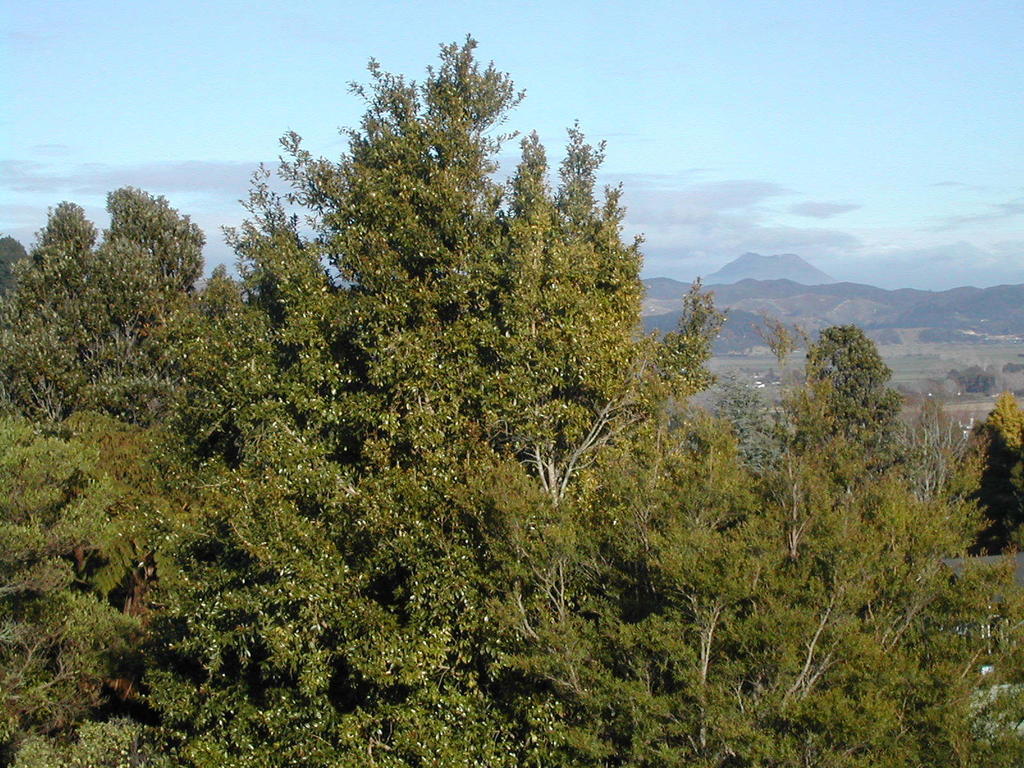 Crestwood Bed And Breakfast Whakatane Bagian luar foto